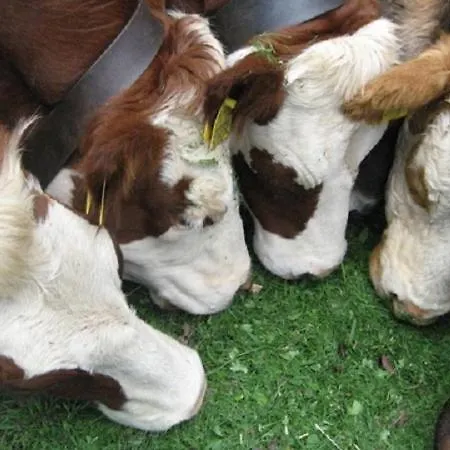 Apartamento Haus Janssen-wehrle Titisee-Neustadt