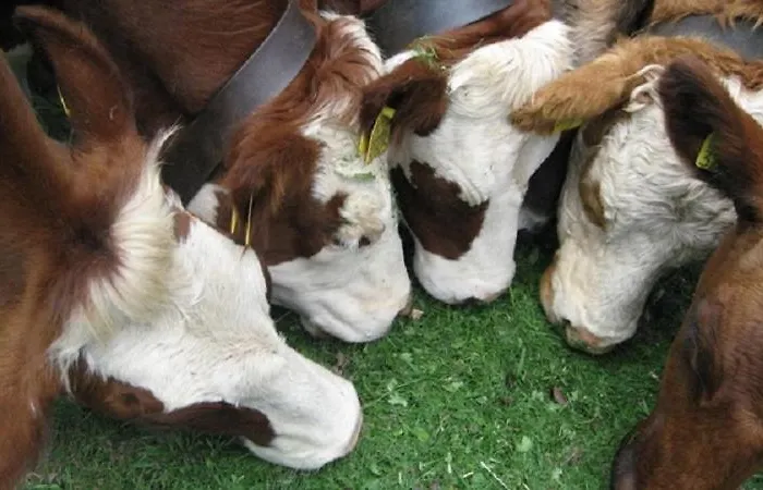 Appartamento Haus Janssen-wehrle Titisee-Neustadt